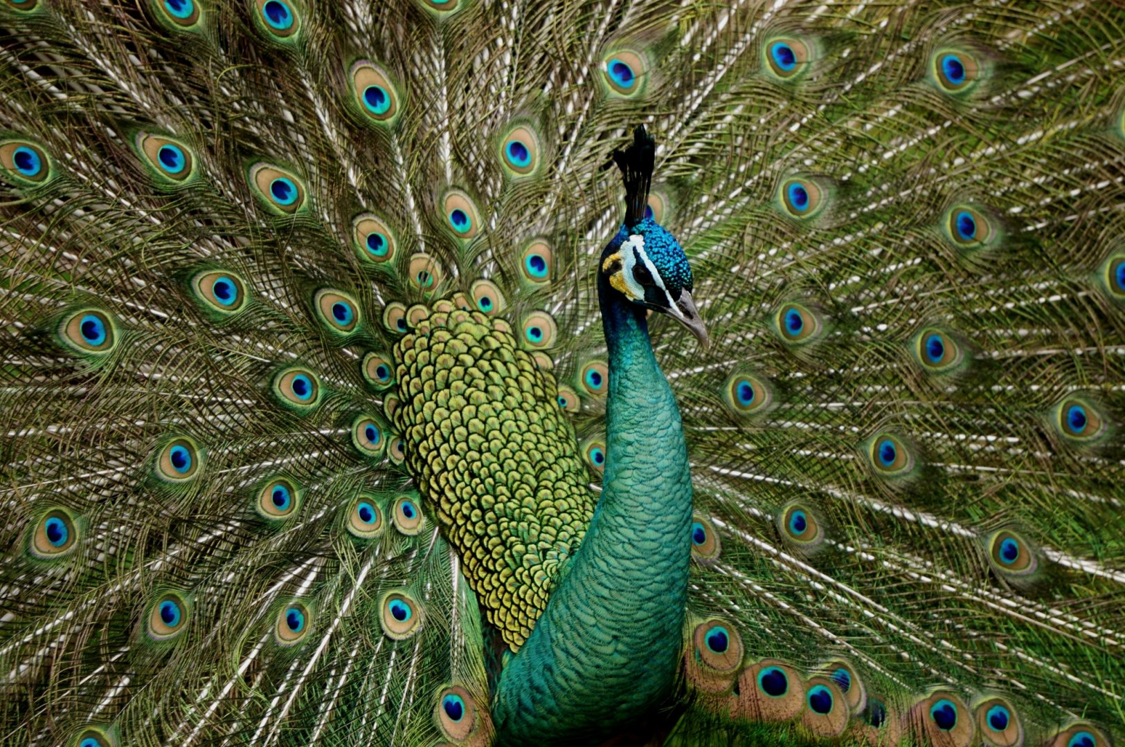 Green peafowl