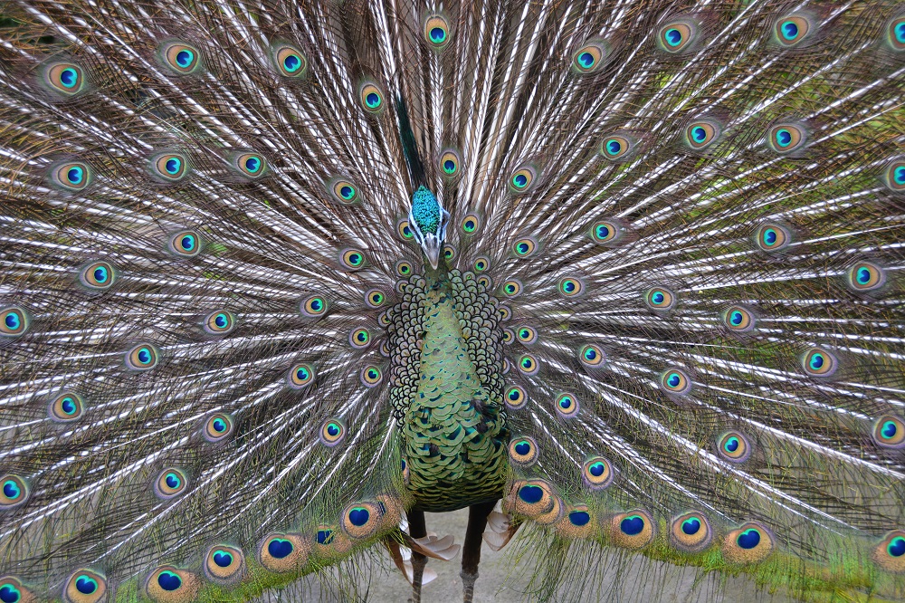 Green peafowl