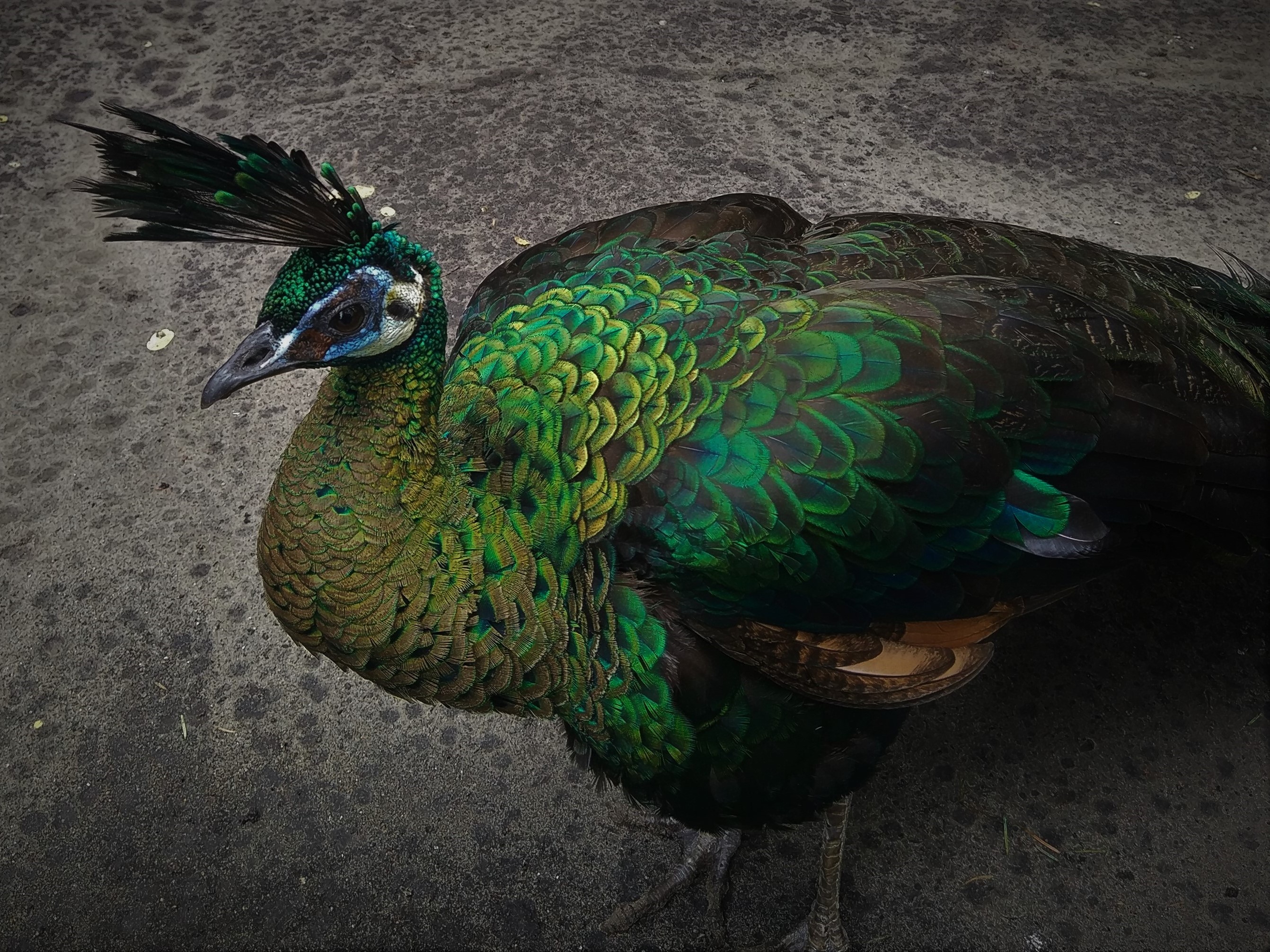 Green Peafowl