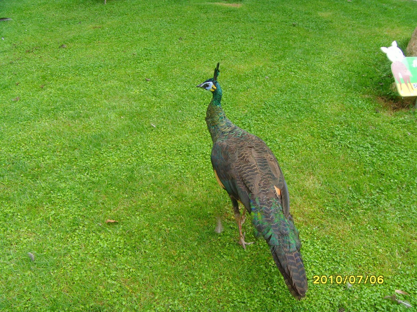 Green peafowl