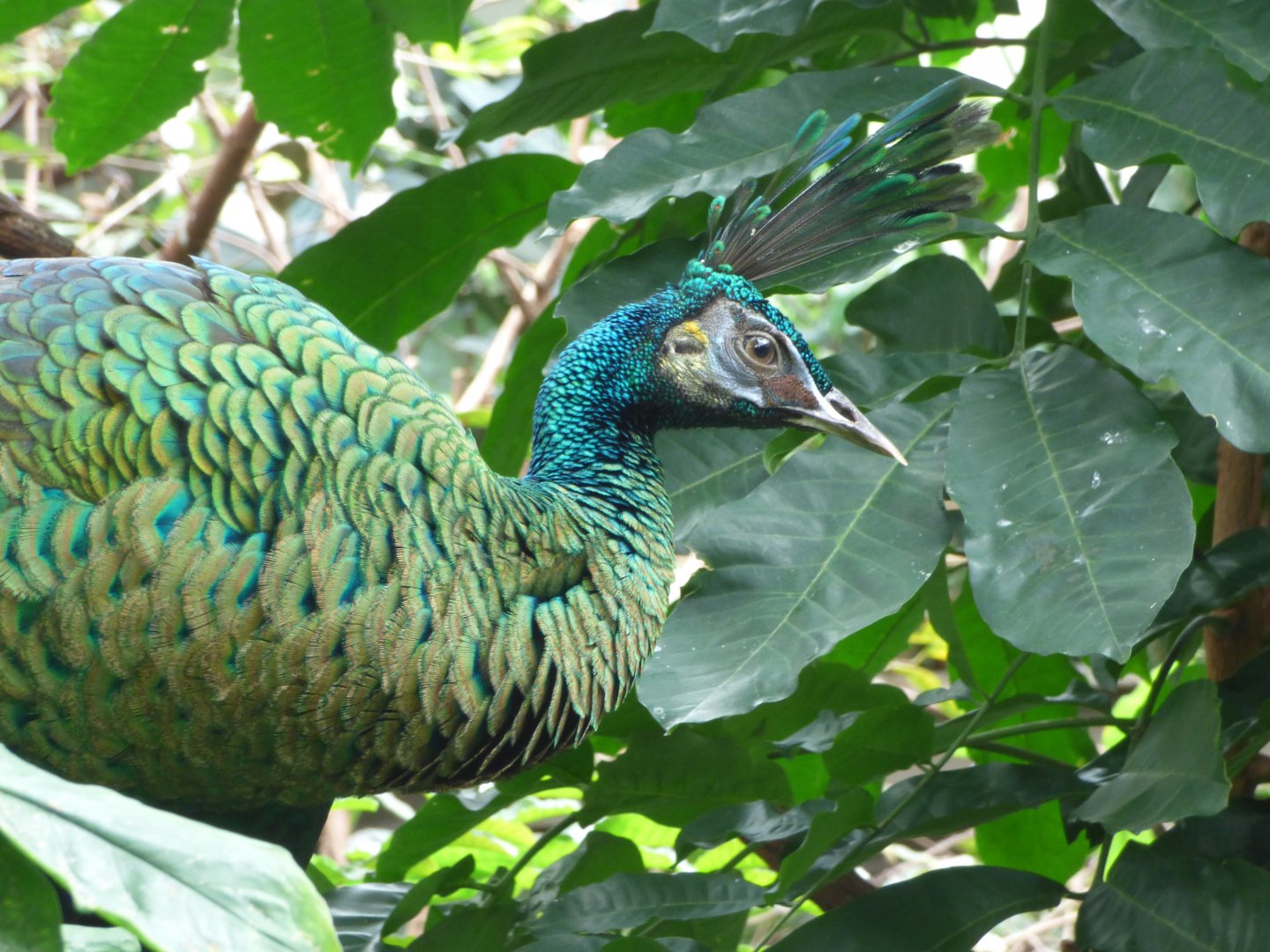 Green Peafowl
