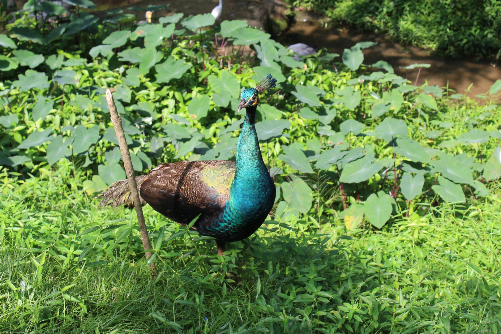 Green peafowl