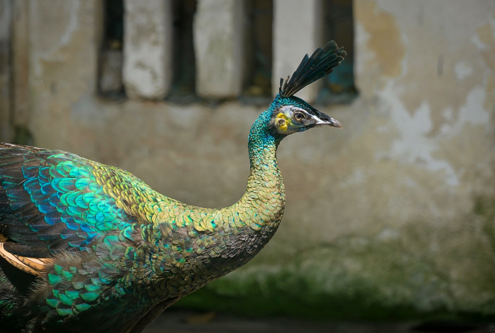 Green peafowl