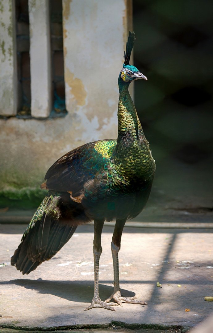 Green peafowl
