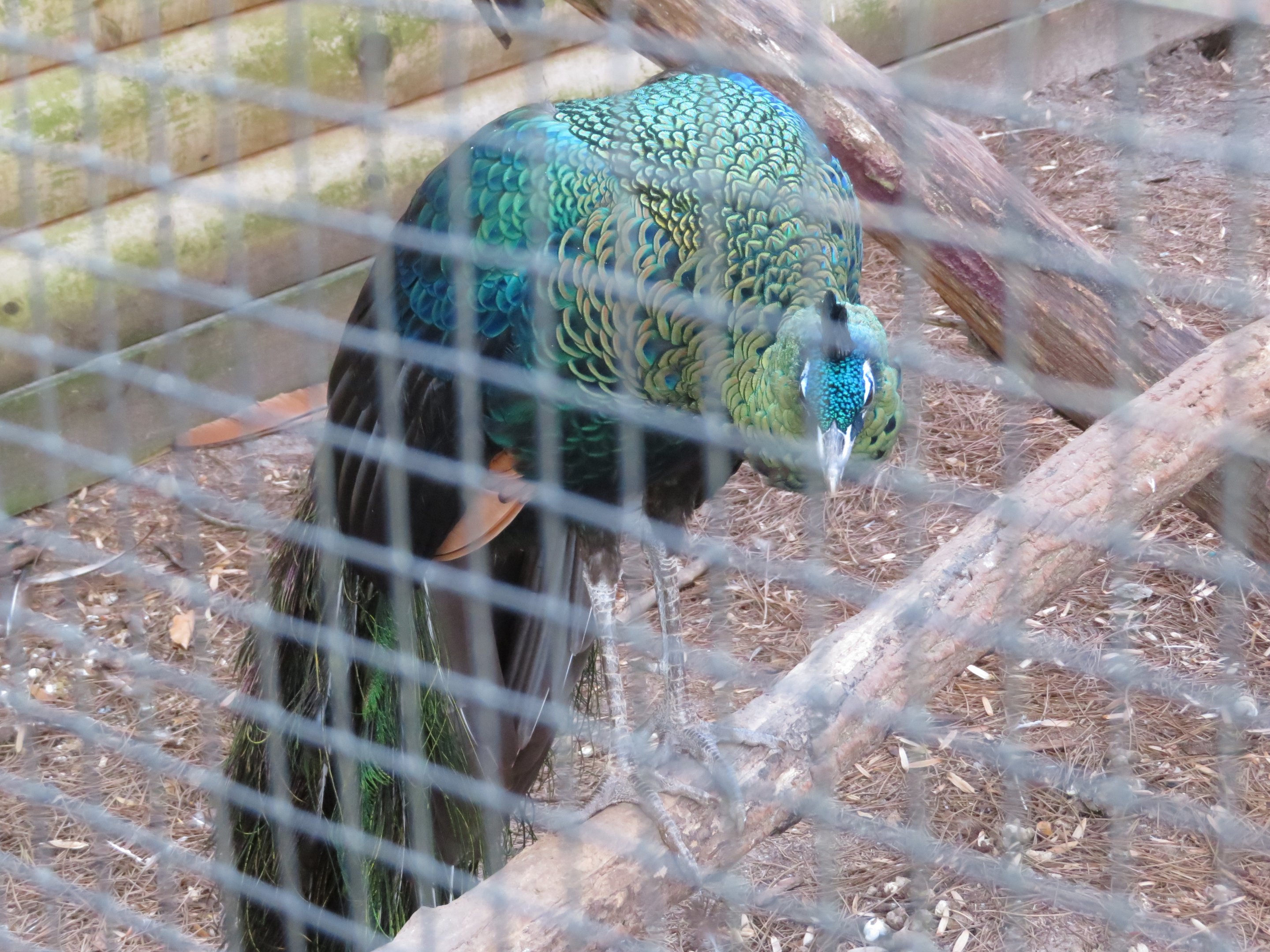 Green Peafowl
