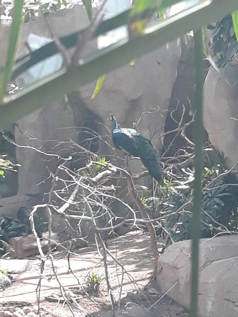 Green peafowl
