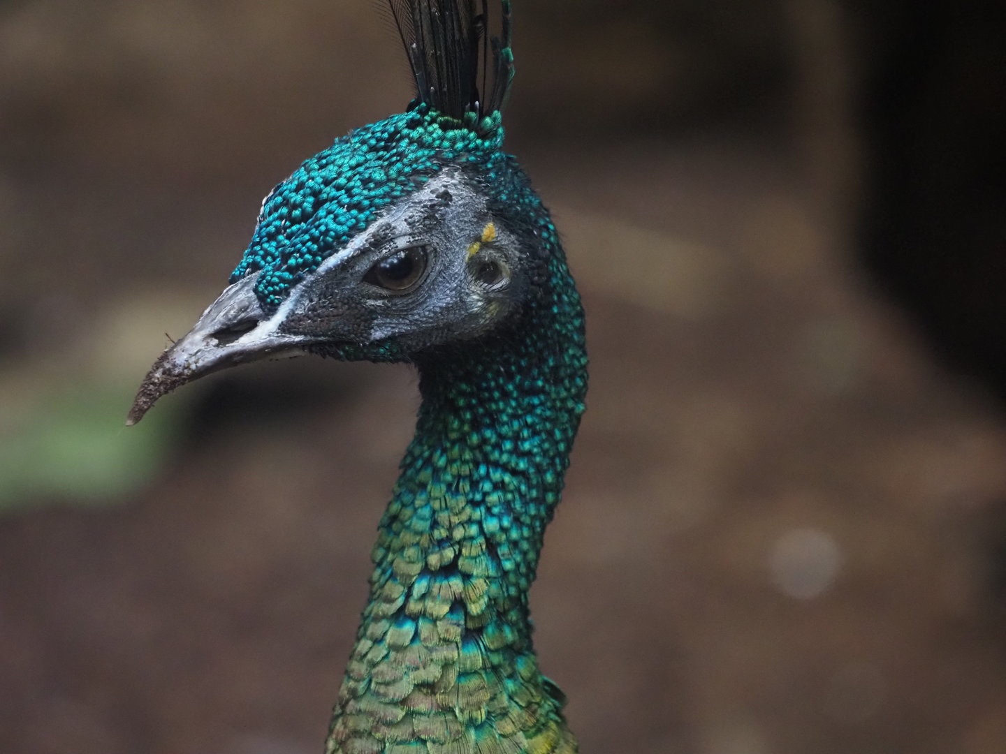Green Peafowl