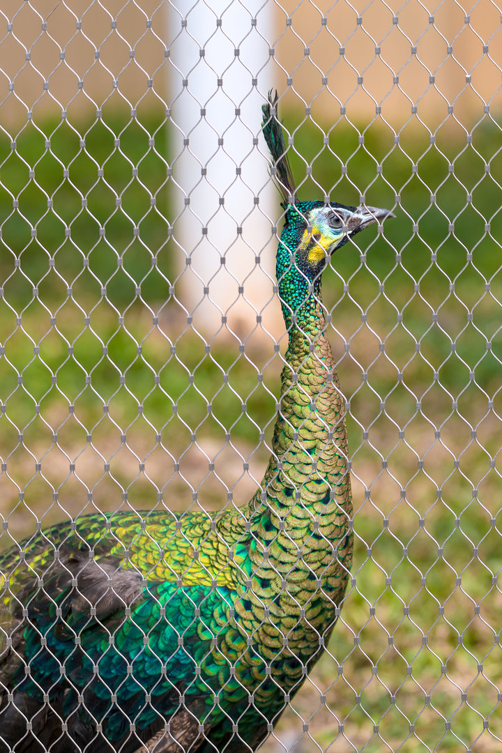 Green peafowl