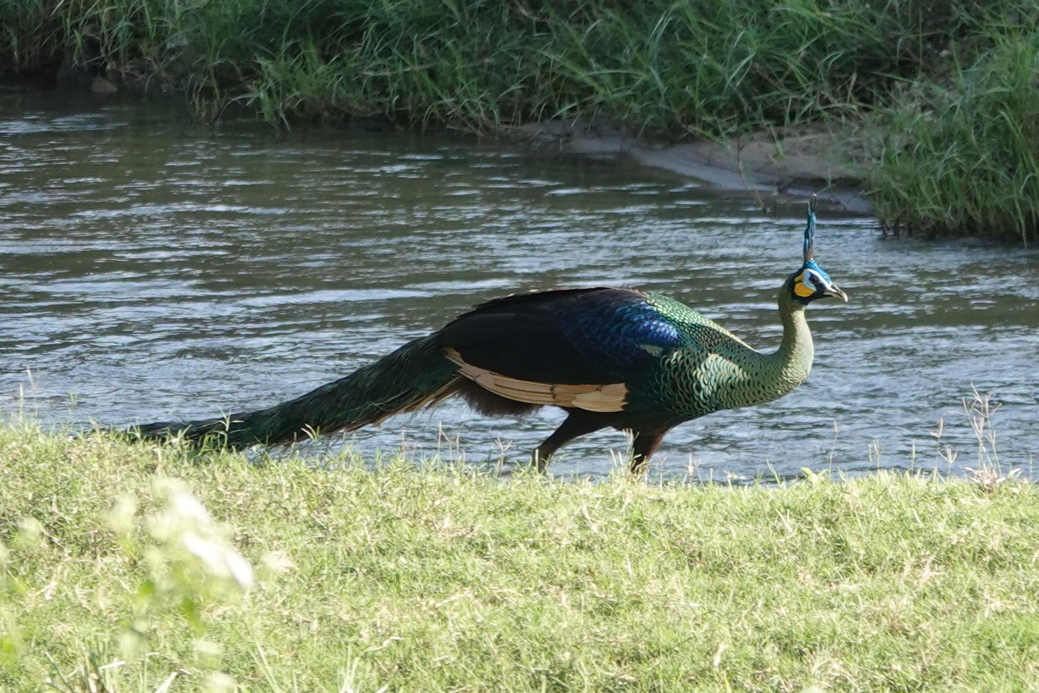 Green Peafowl