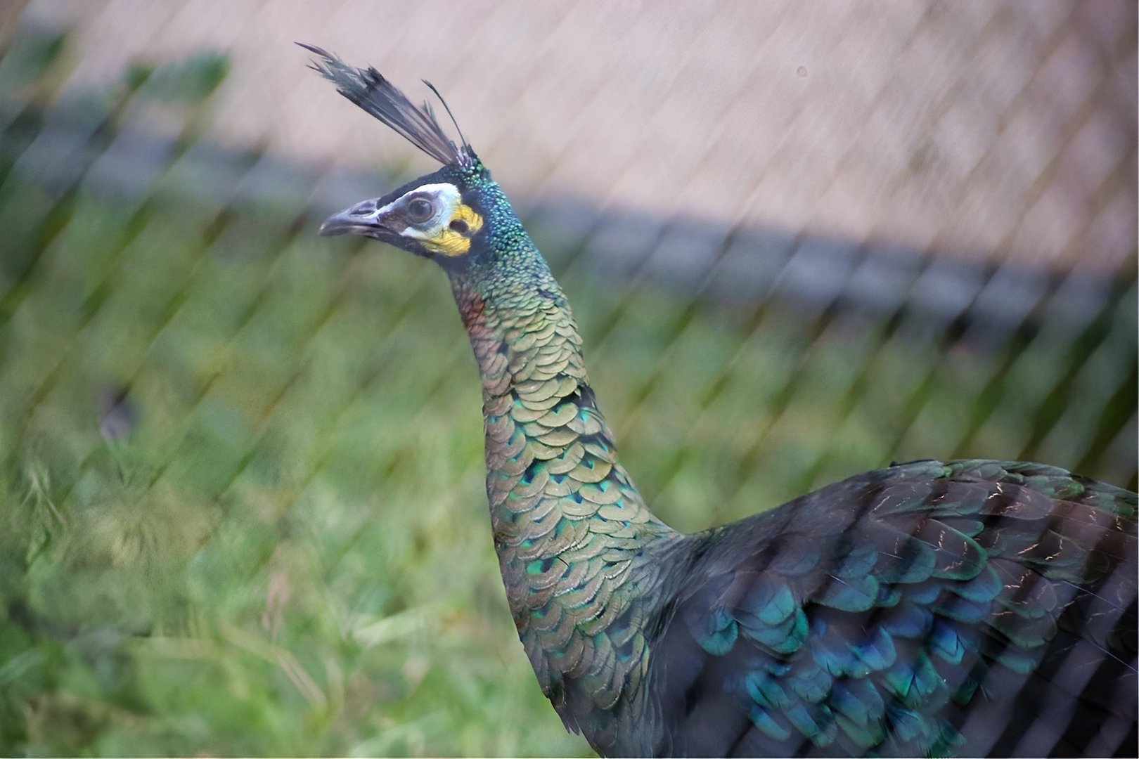 Green Peafowl
