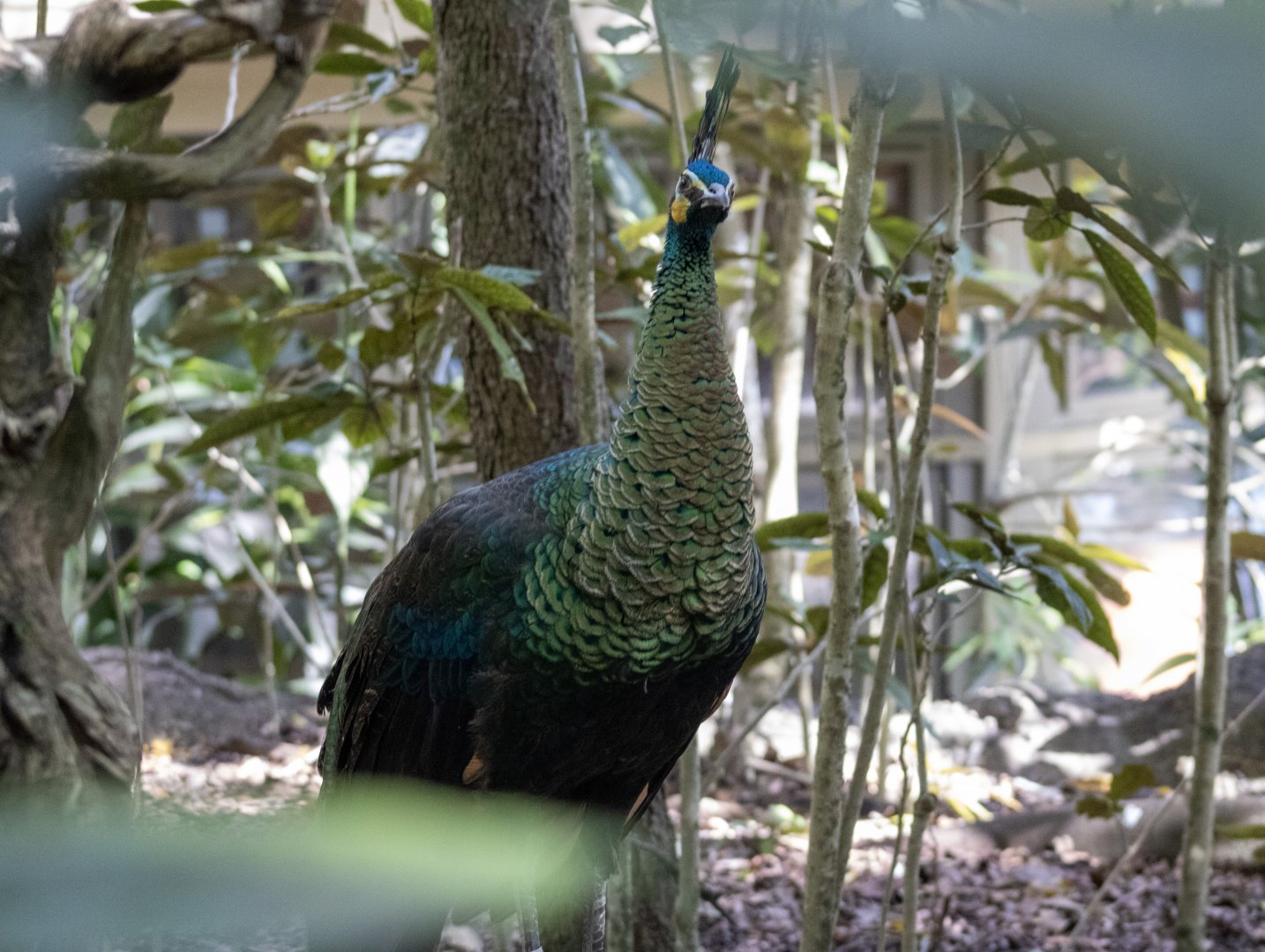 Green Peafowl