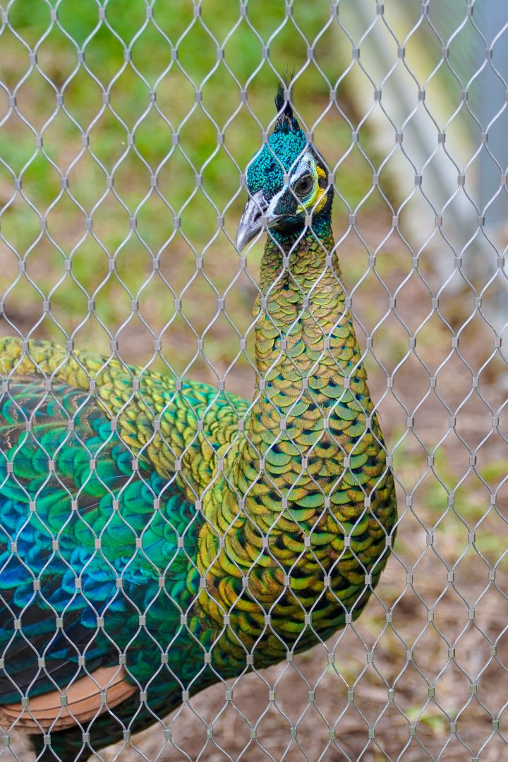 Green peafowl
