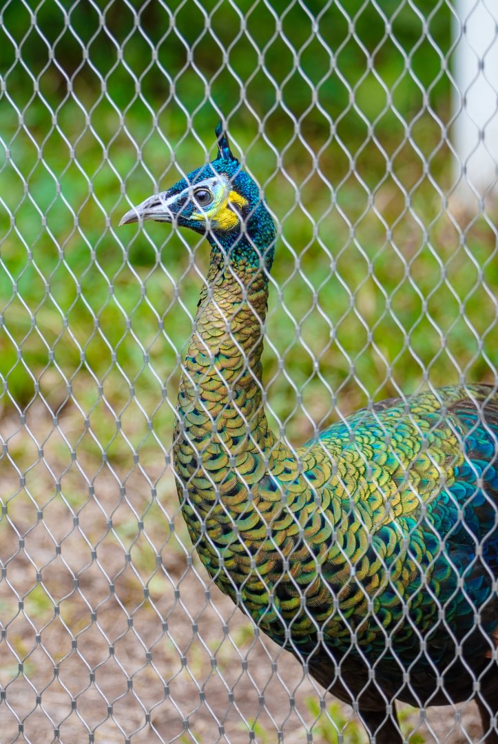 Green peafowl