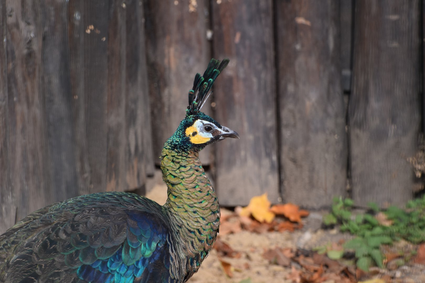 Green peafowl
