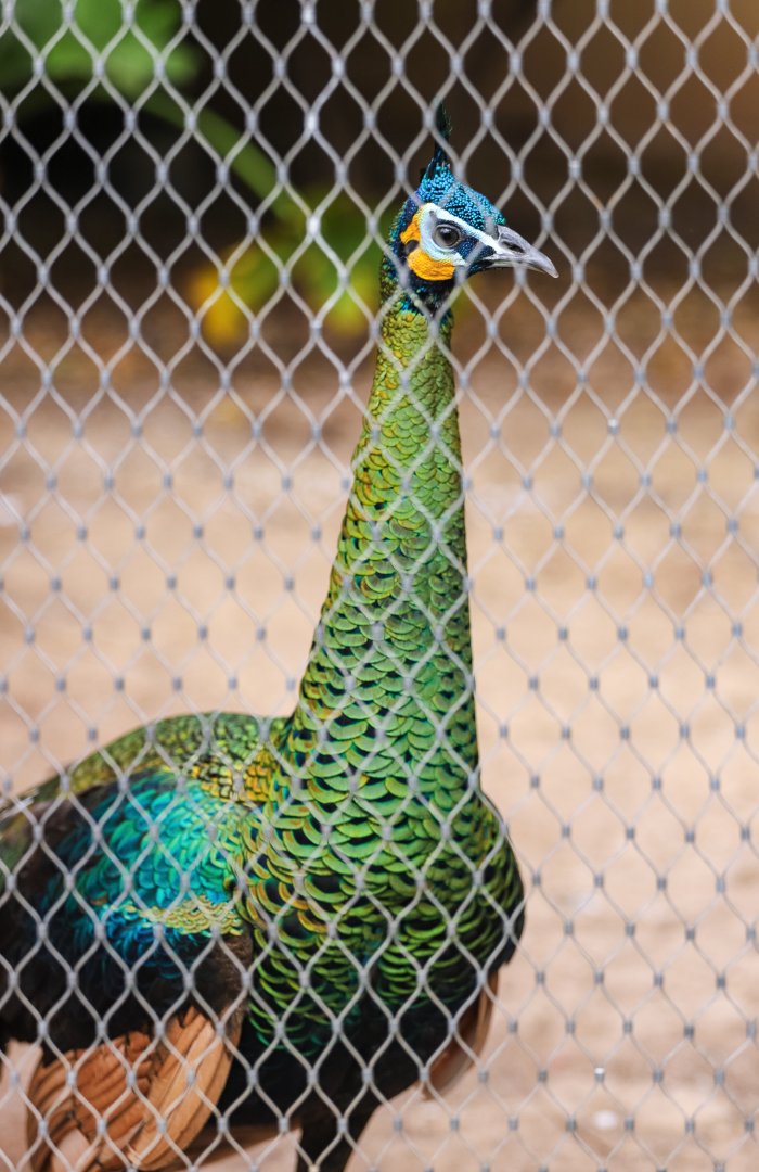 Green peafowl