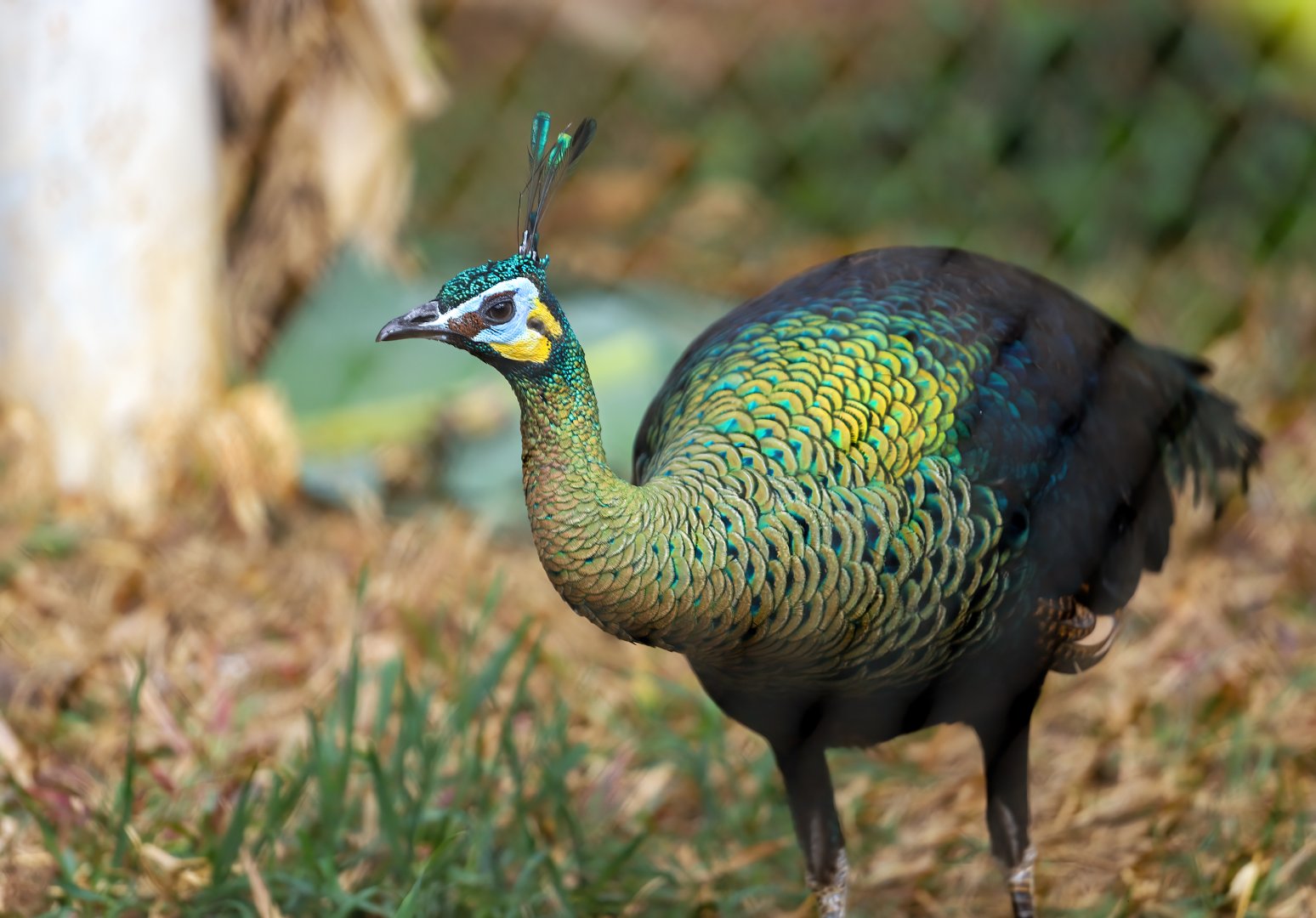 Green peafowl