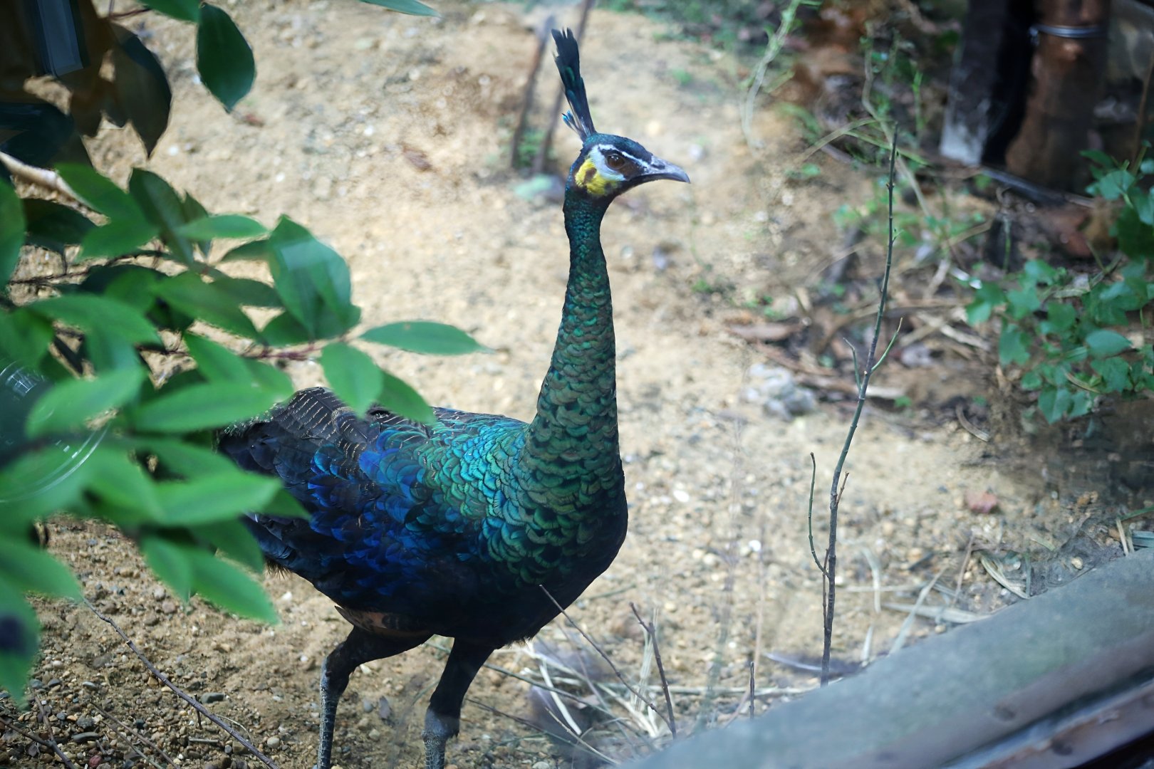 Green Peafowl