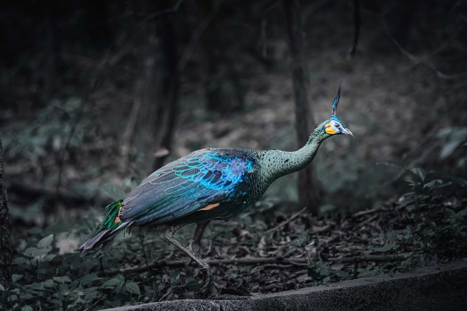 Green Peafowl