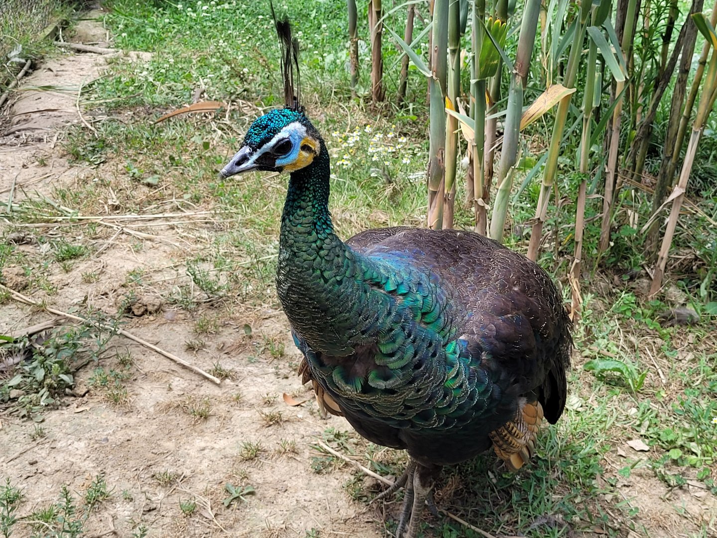 Green peahen -Zoo de Labenne (2024)
