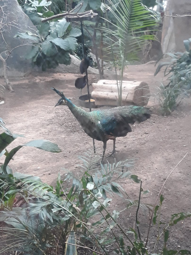Green peahen