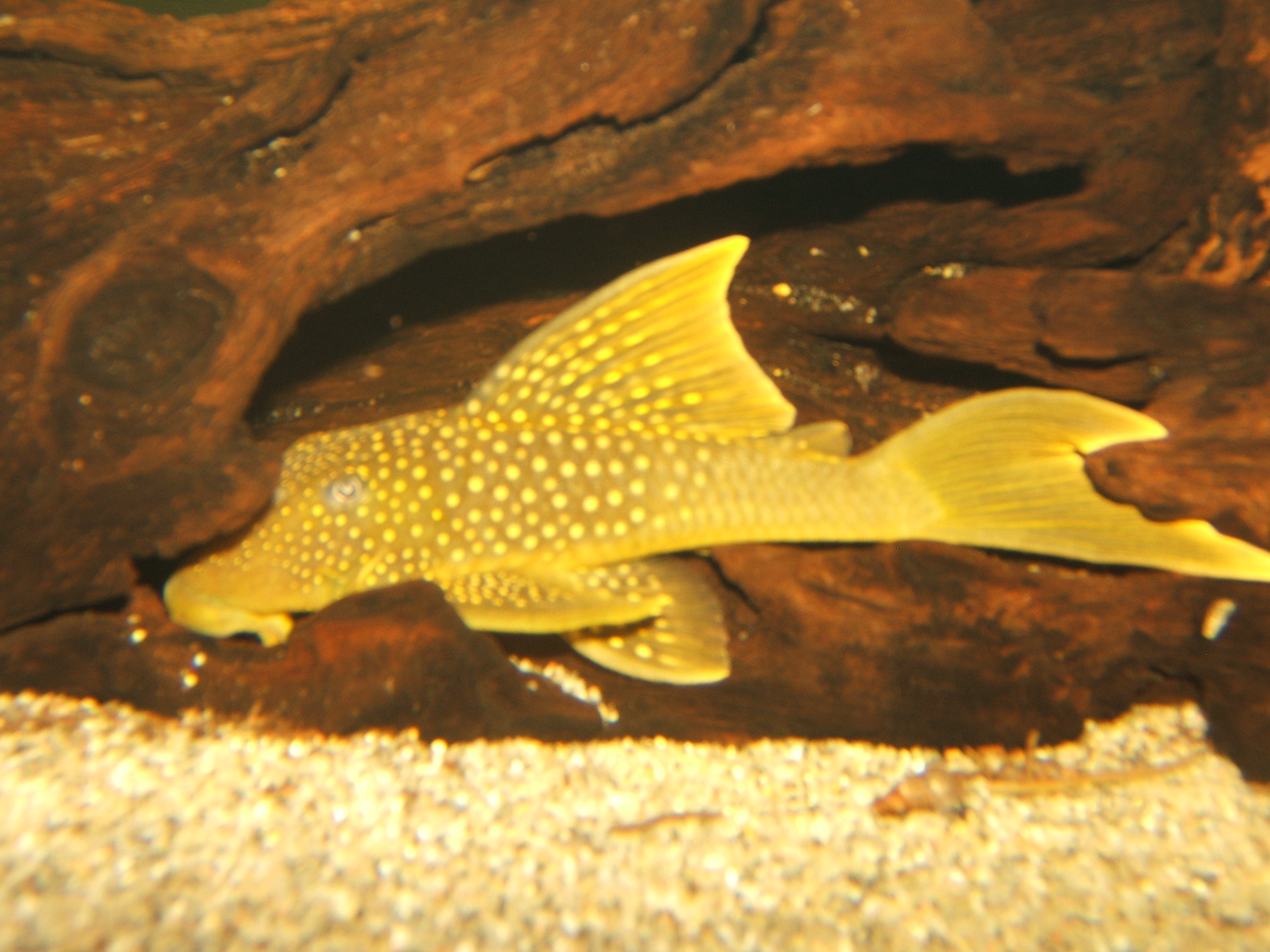 Green Phantom Pleco (Baryancistrus demantoides)