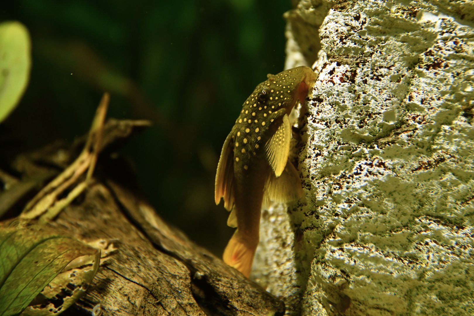 Green phantom pleco (Hemiancistrus subviridis)