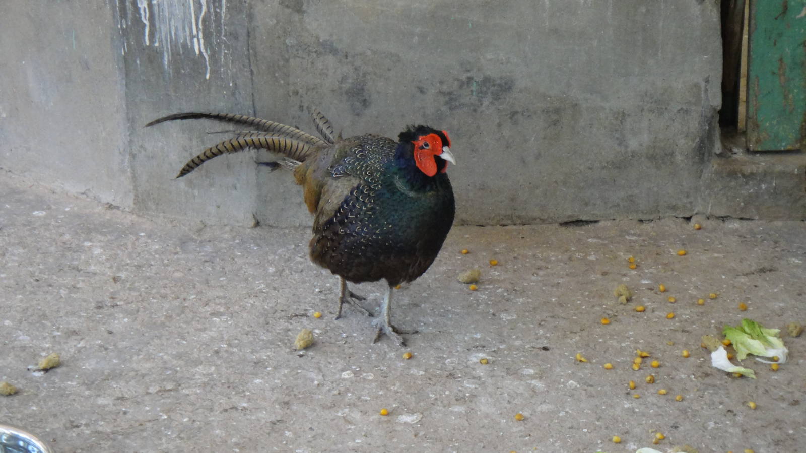 Green pheasant at Kunming zoo 2014-5-13
