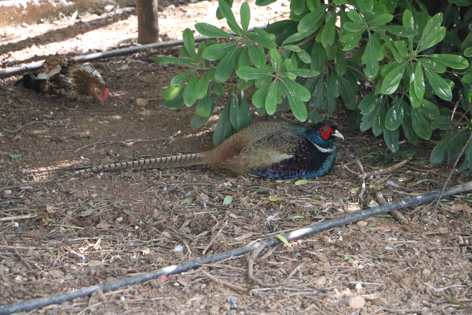 Green pheasant, February 2016