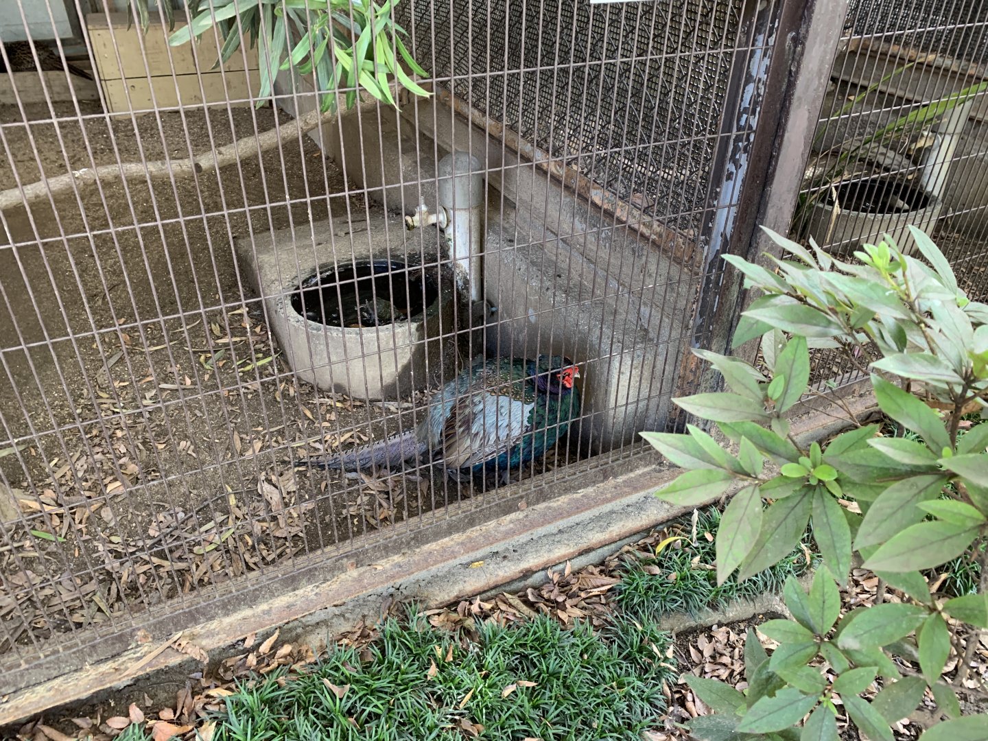 Green Pheasant (Himeji City Zoo)