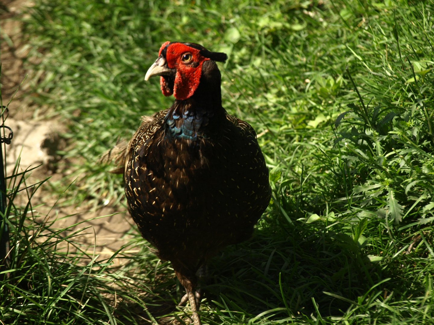 Green pheasant - Lalazar Wildlife Park 8/7/2018