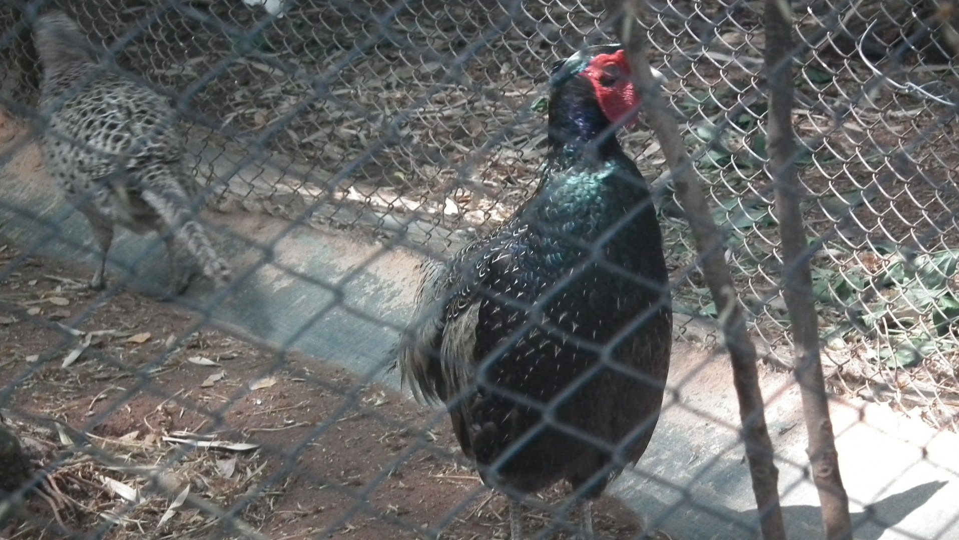 Green Pheasant (Phasianus versicolor)