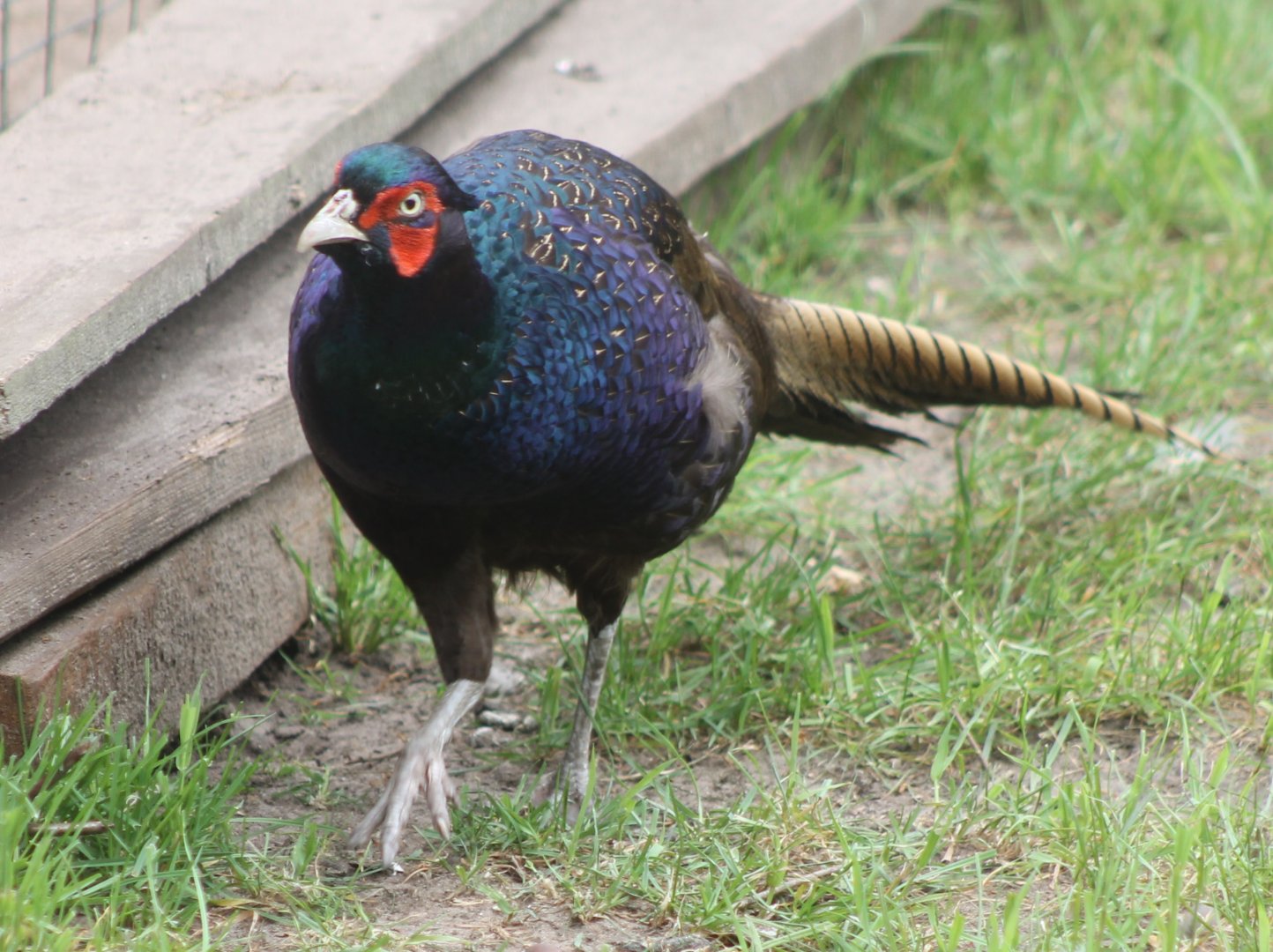 Green pheasant