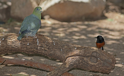 green pigeon and shama thrush