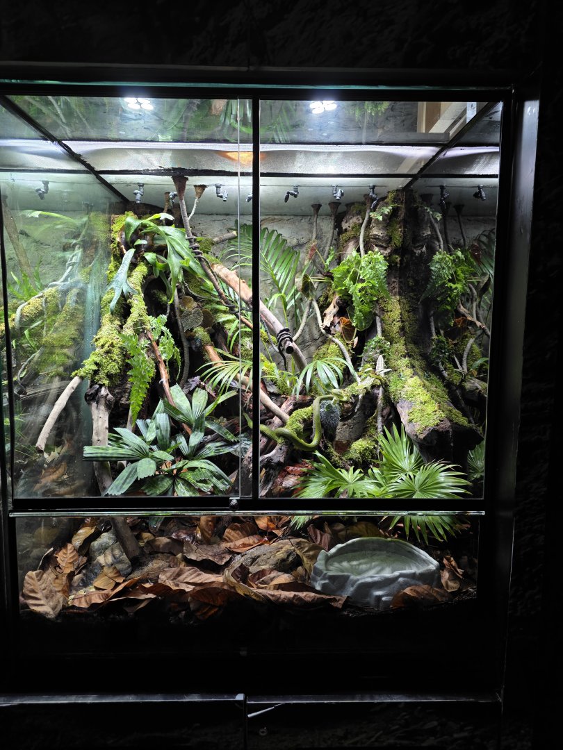 Green Pit Viper terrarium