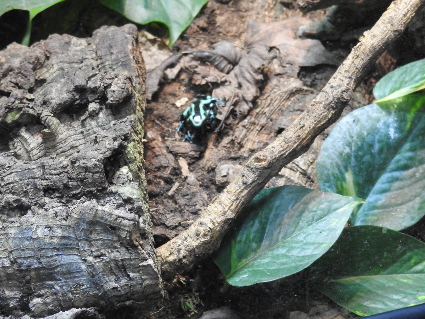 Green poison frog