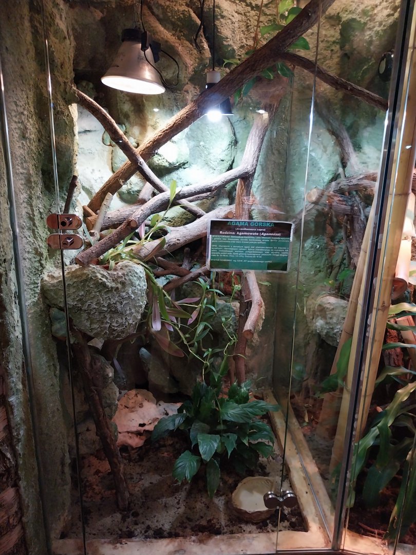 Green Pricklenape (Acanthosaura capra)