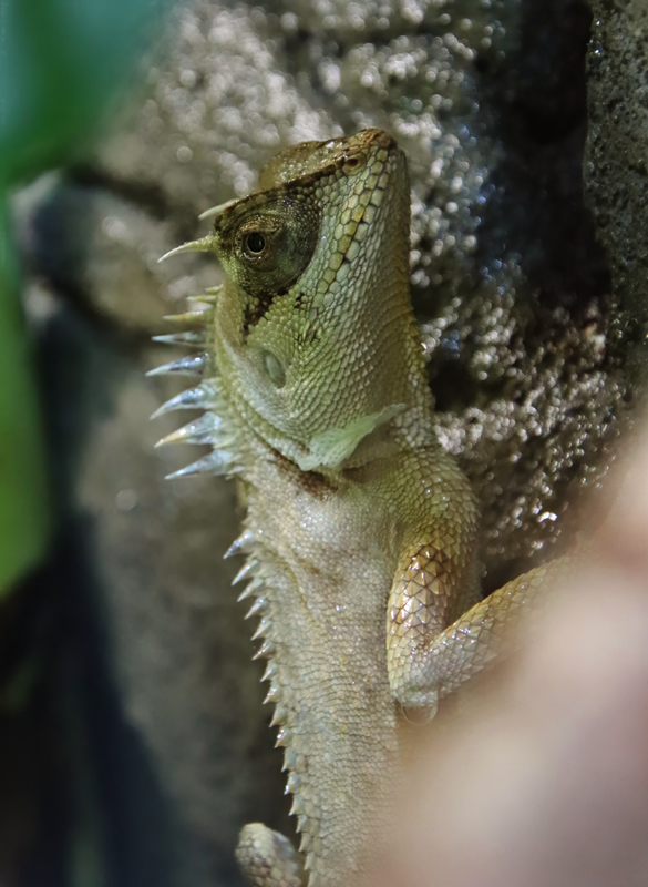 Green pricklenape (Acanthosaura capra)