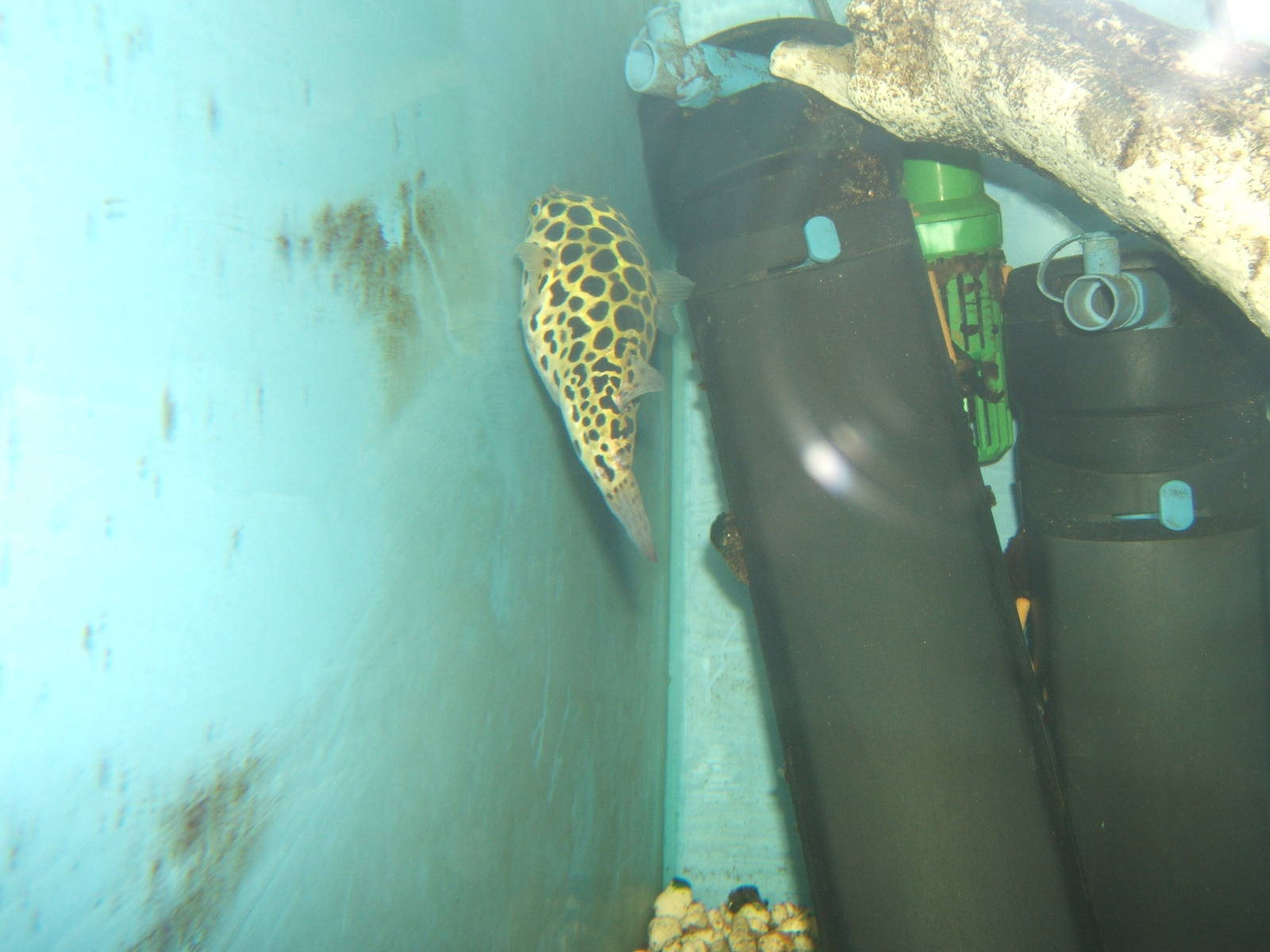 Green Puffer Fish (Tetraodon flauviatilis)