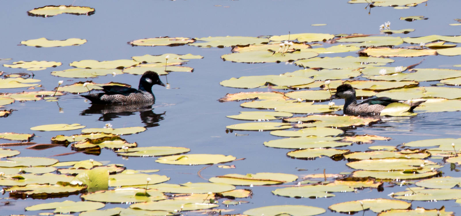 Green Pygmy Geese