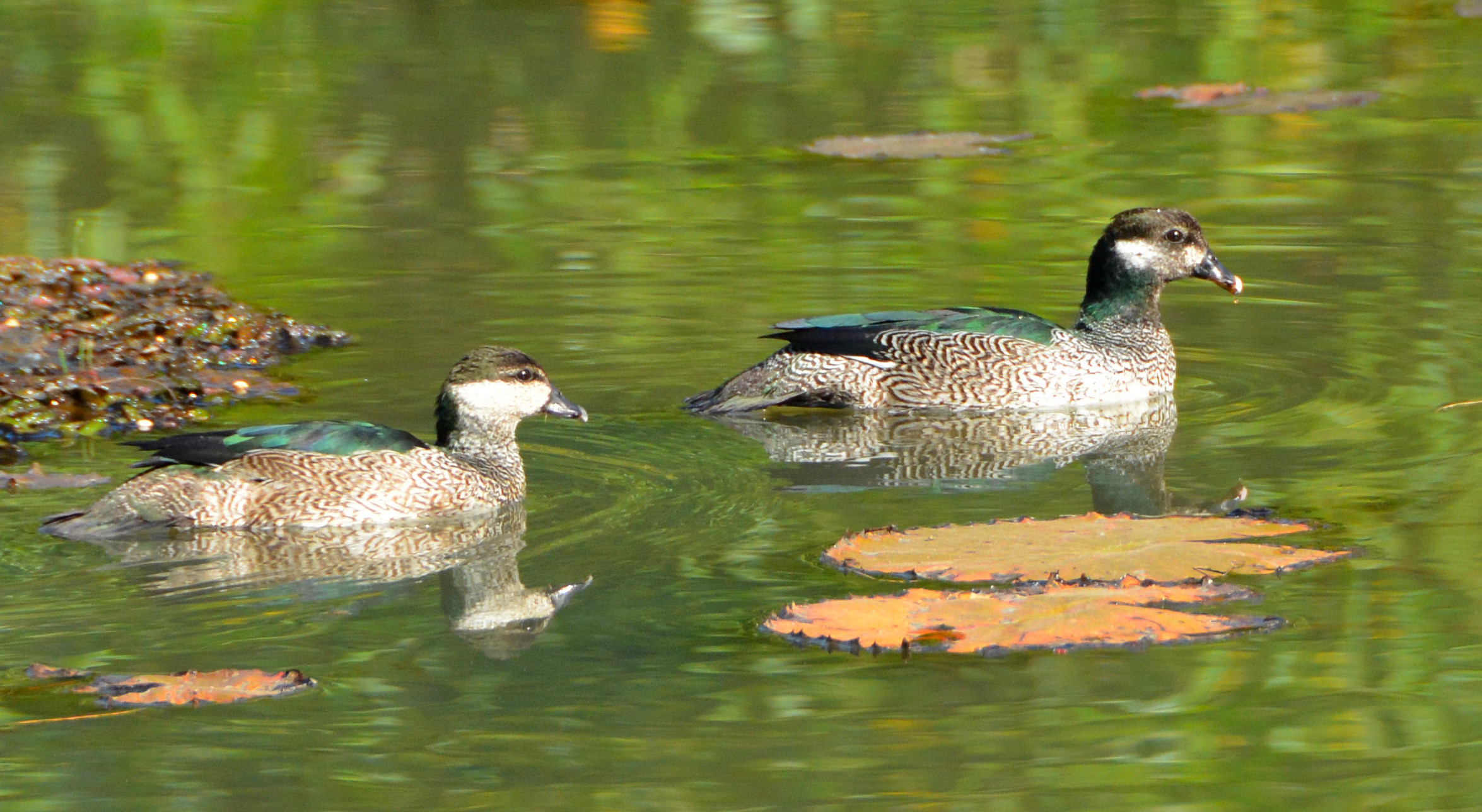 Green pygmy geese