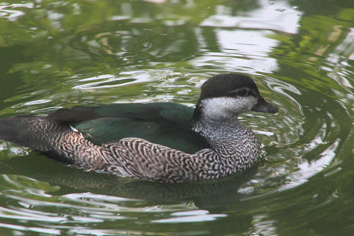 Green pygmy goose (Nettapus pulchellus) - Aviary Park