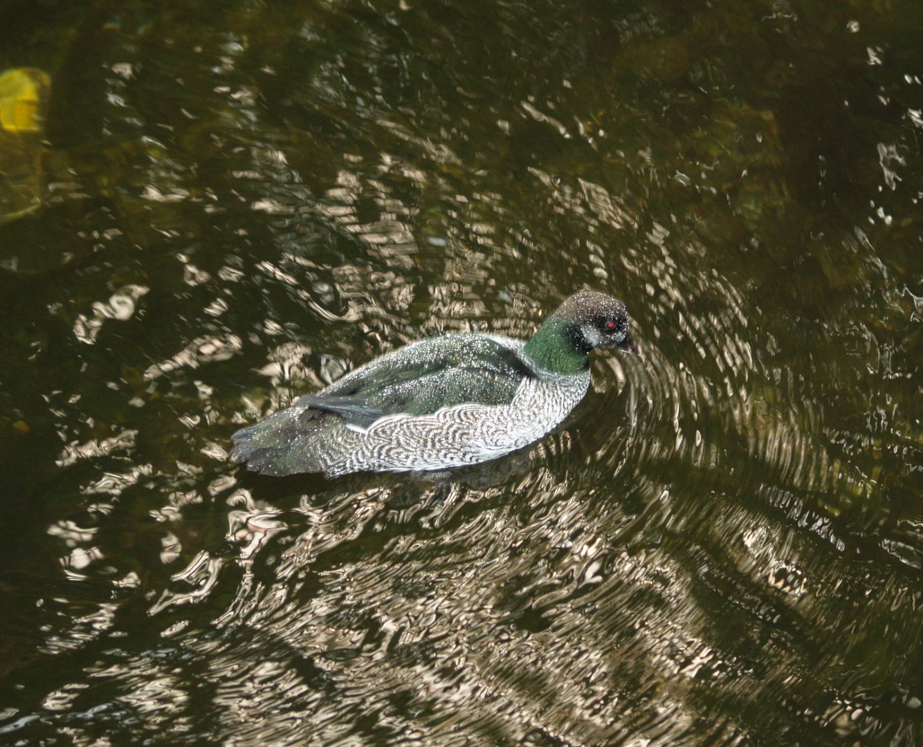 Green pygmy goose (Nettapus pulchellus), May 2006