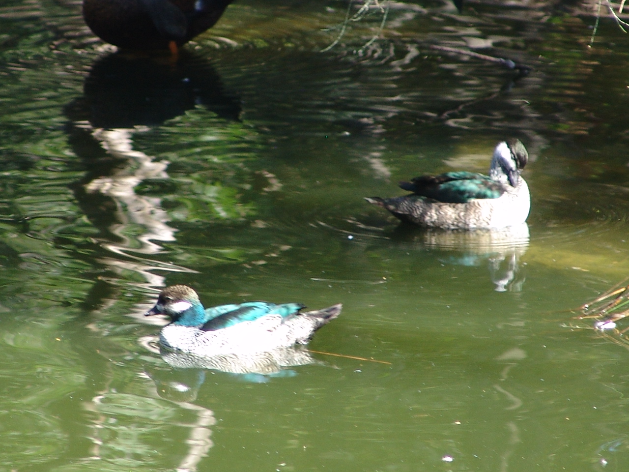 Green Pygmy Goose (Nettapus pulchellus)