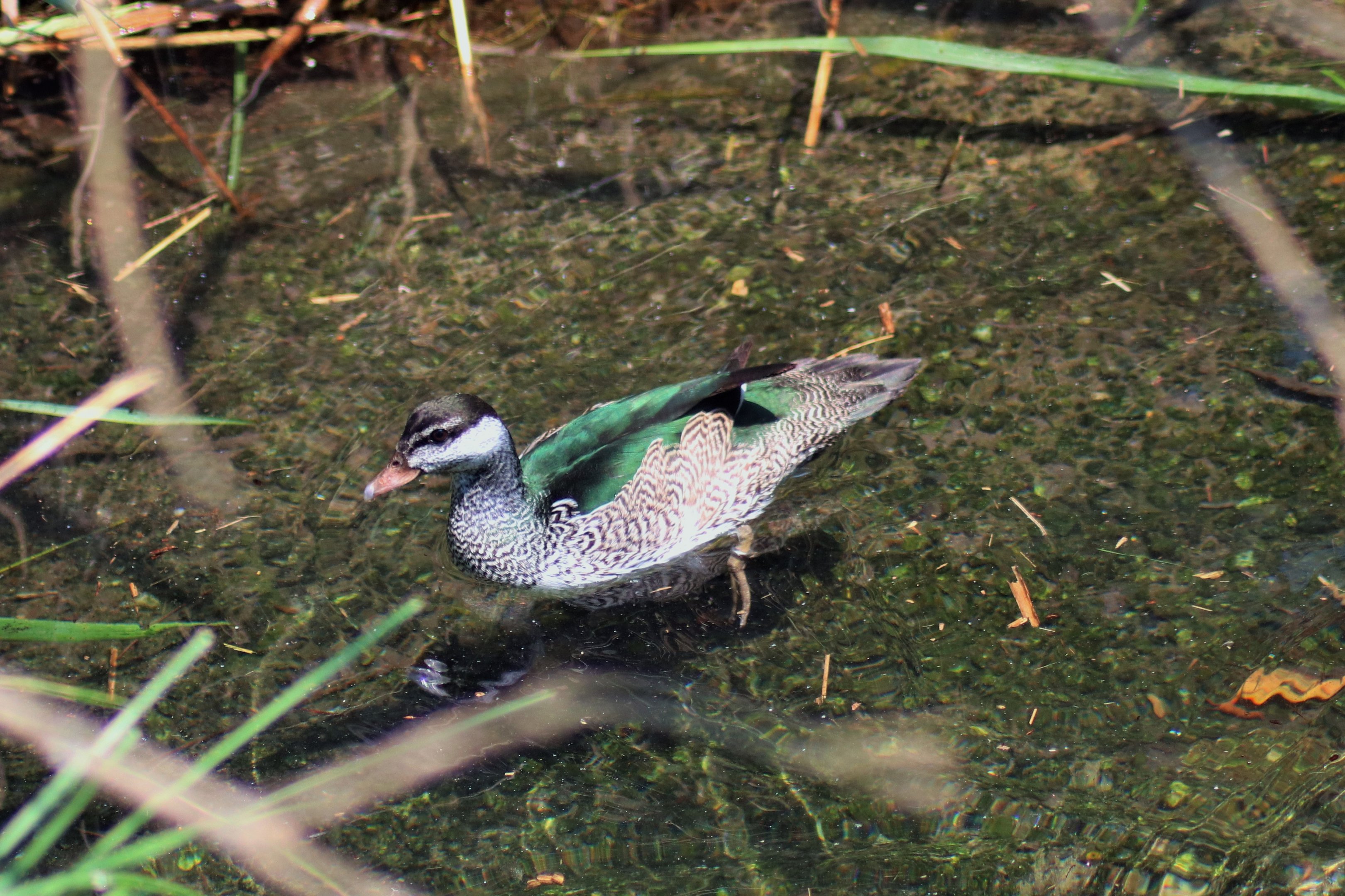 Green Pygmy Goose (Nettapus pulchellus)