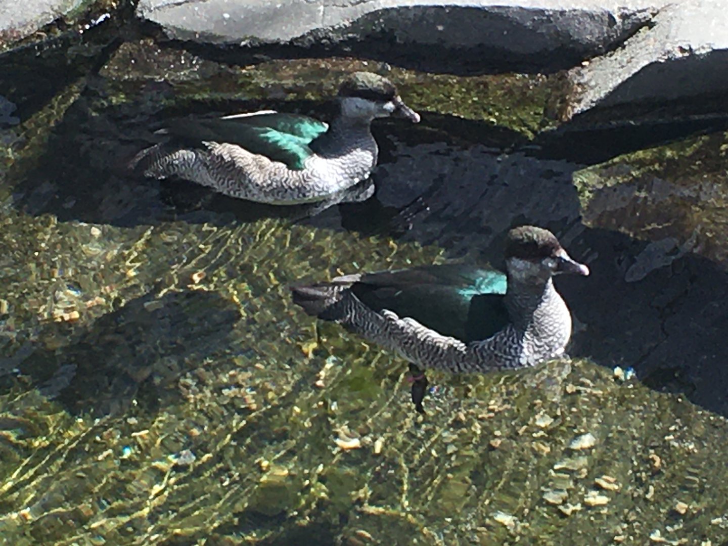 Green Pygmy Goose (Nettapus pulchellus)