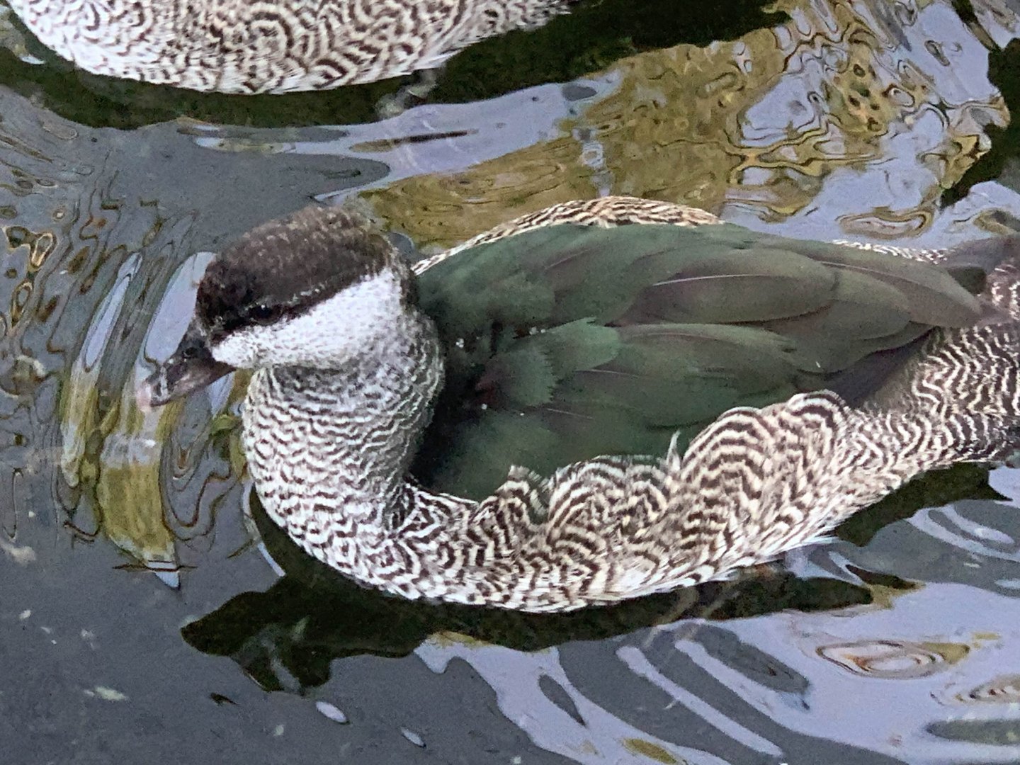 Green Pygmy-Goose (Nettapus pulchellus)