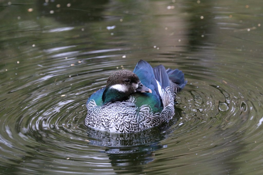 Green Pygmy Goose