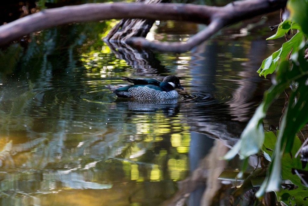 Green Pygmy Goose