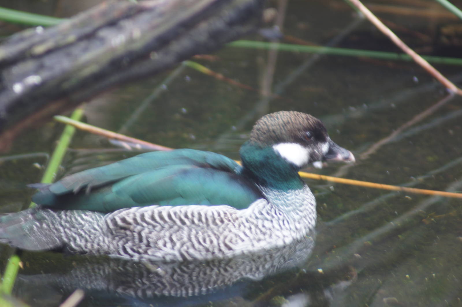 Green pygmy goose