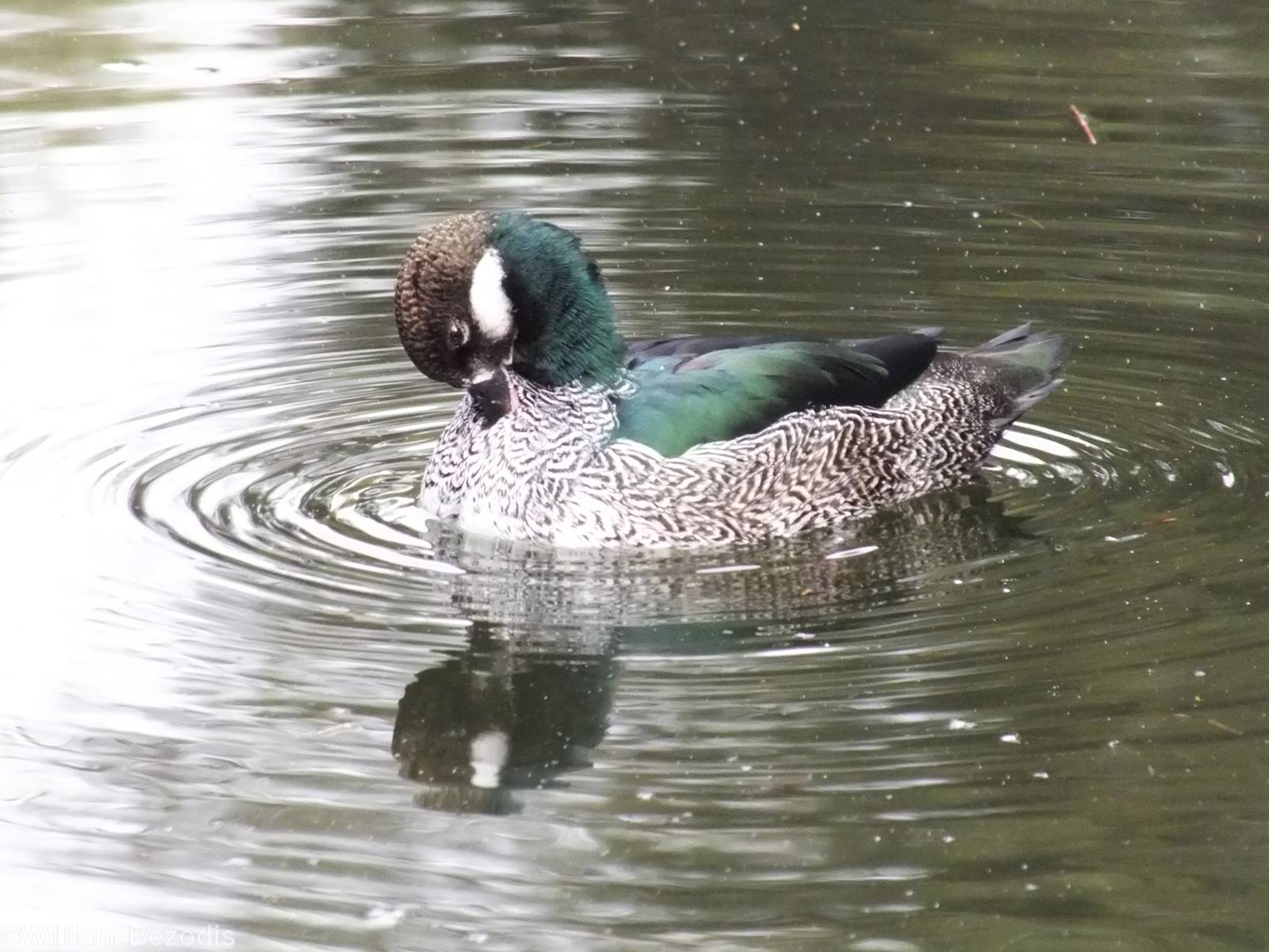 Green Pygmy Goose